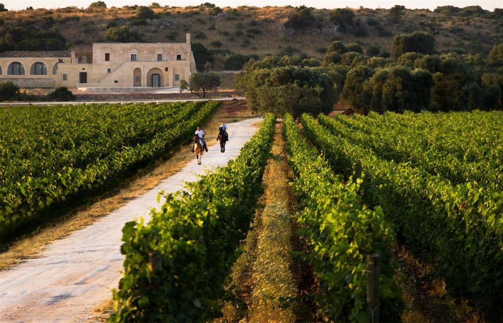 Rows of vines leading to a wedding venue.